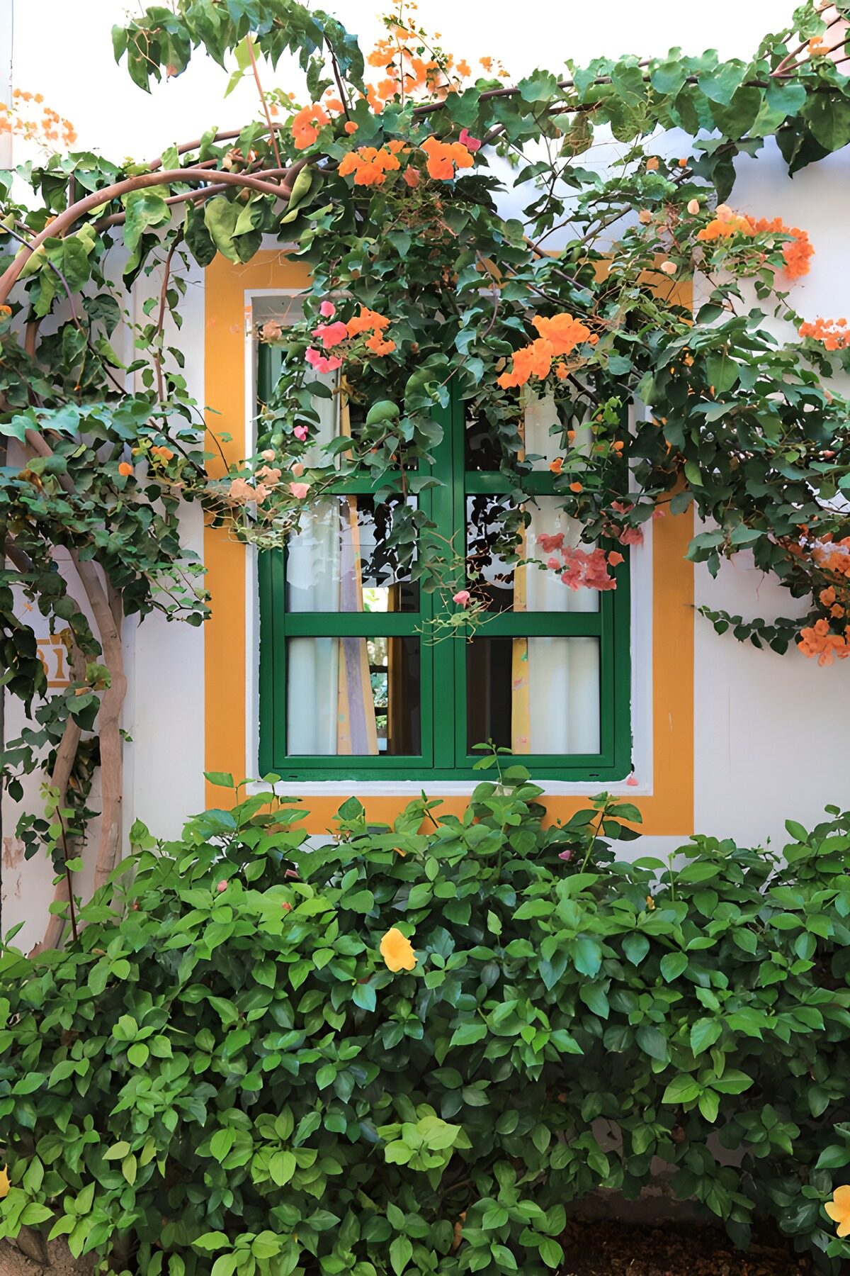 Grünes Fenster hinter Bougainvillea