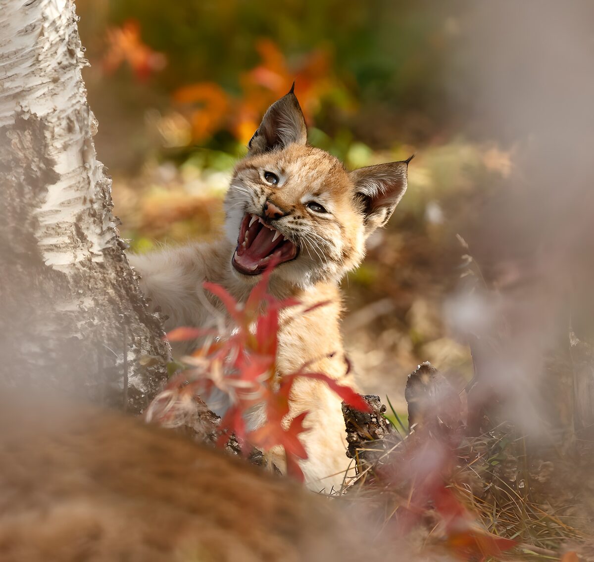 Junger Luchs gähnt im Herbstlicht
