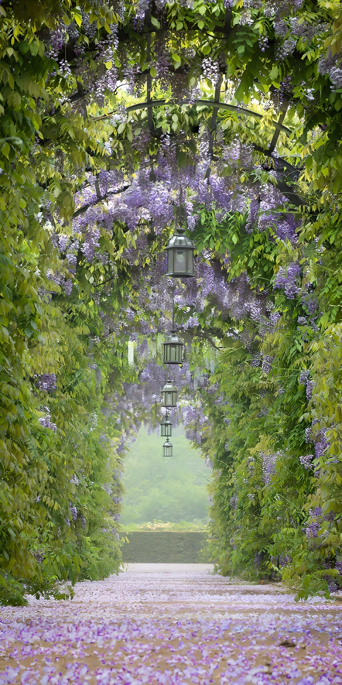 Gartenweg unter blühendem Blauregen