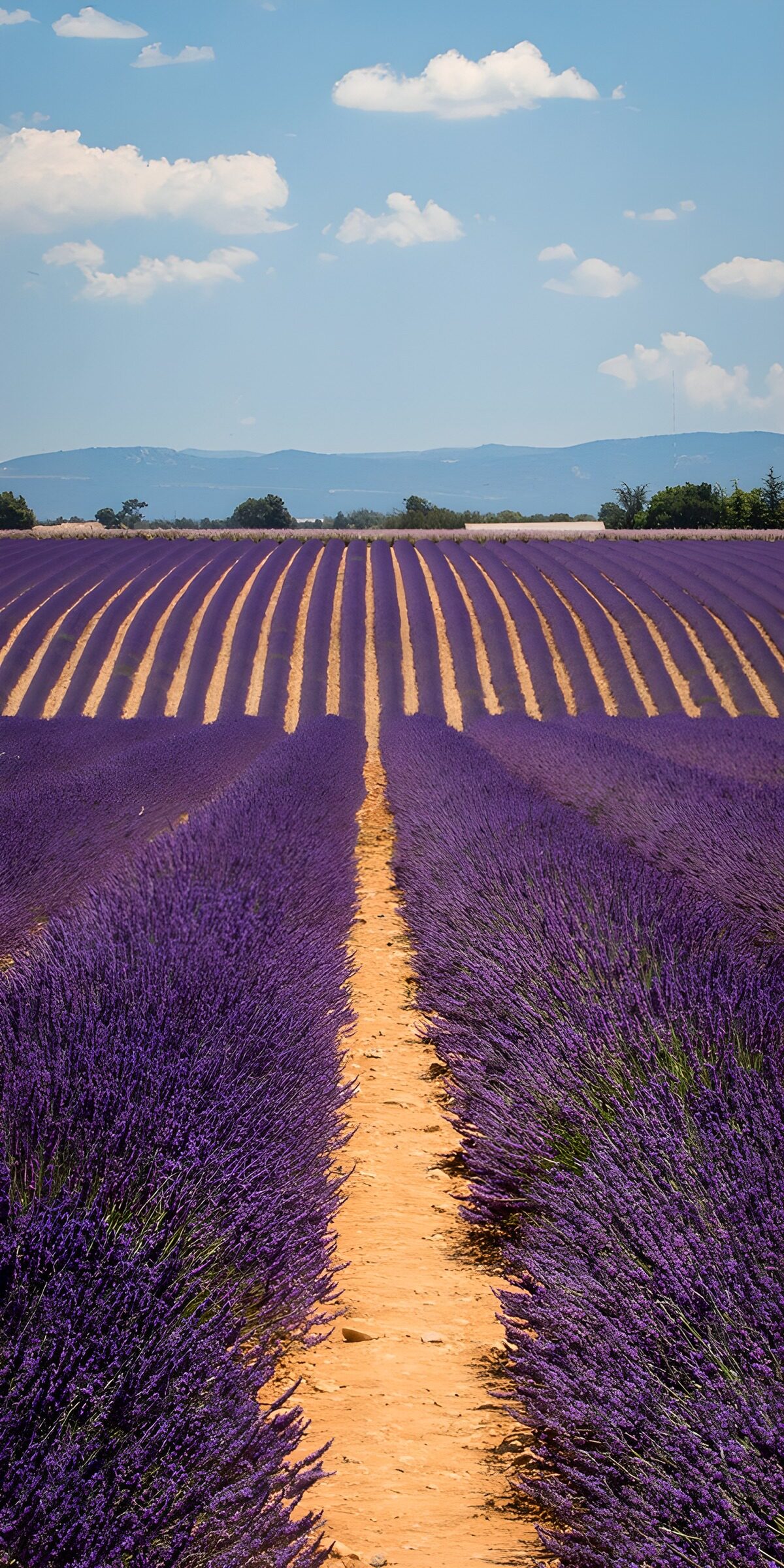 Violette Reihen bis zum blauen Horizont