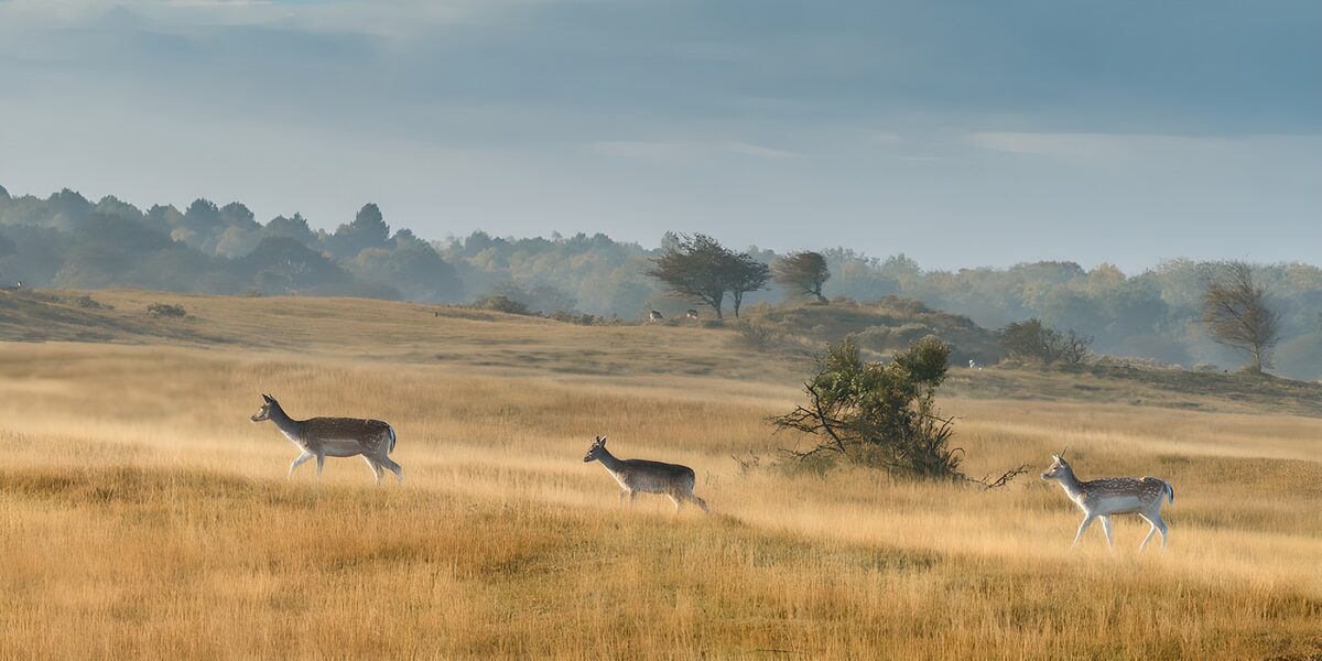 Drei Damhirsche im goldenen Gras