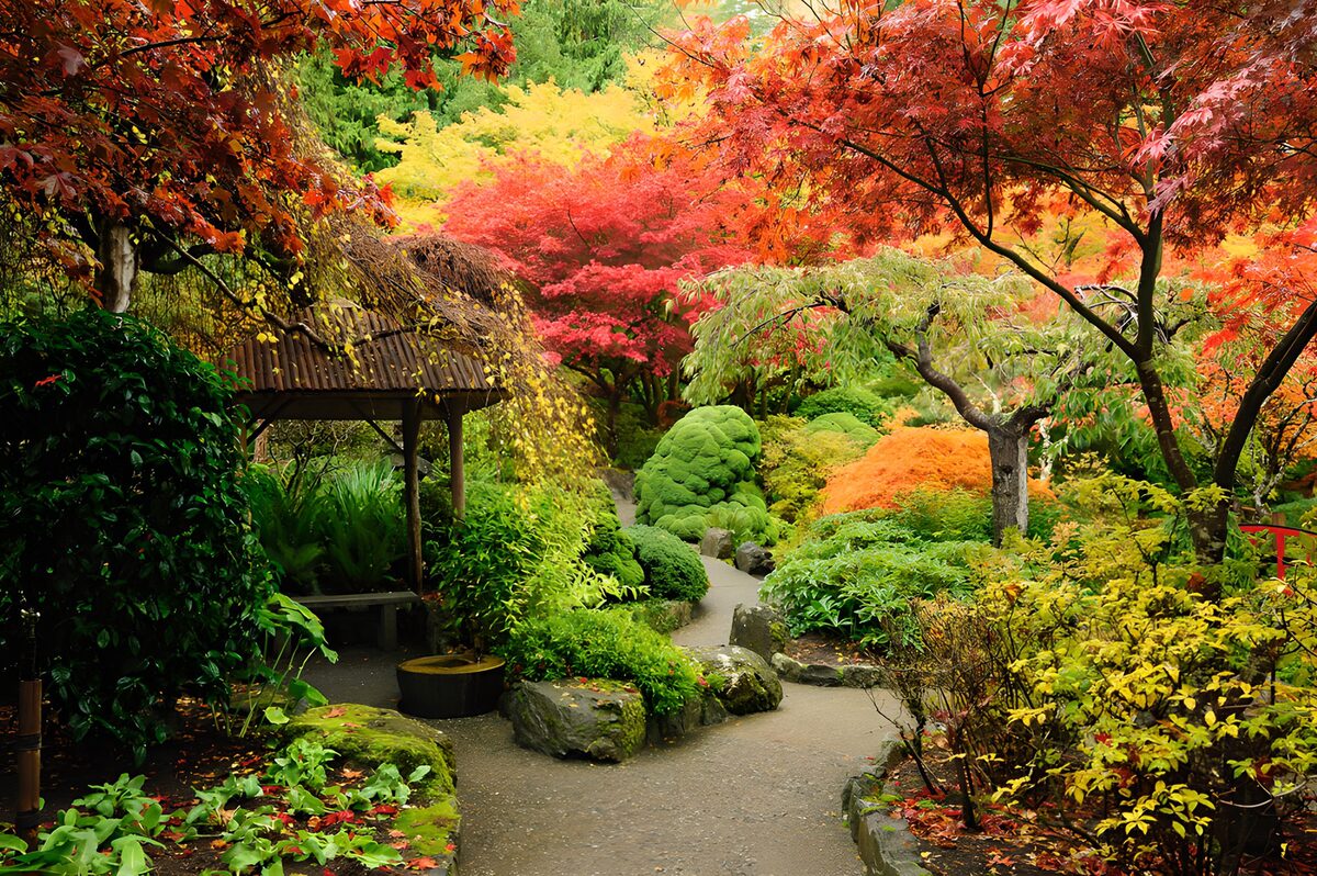 Herbstlicher Gartenweg unter rotem Ahorn