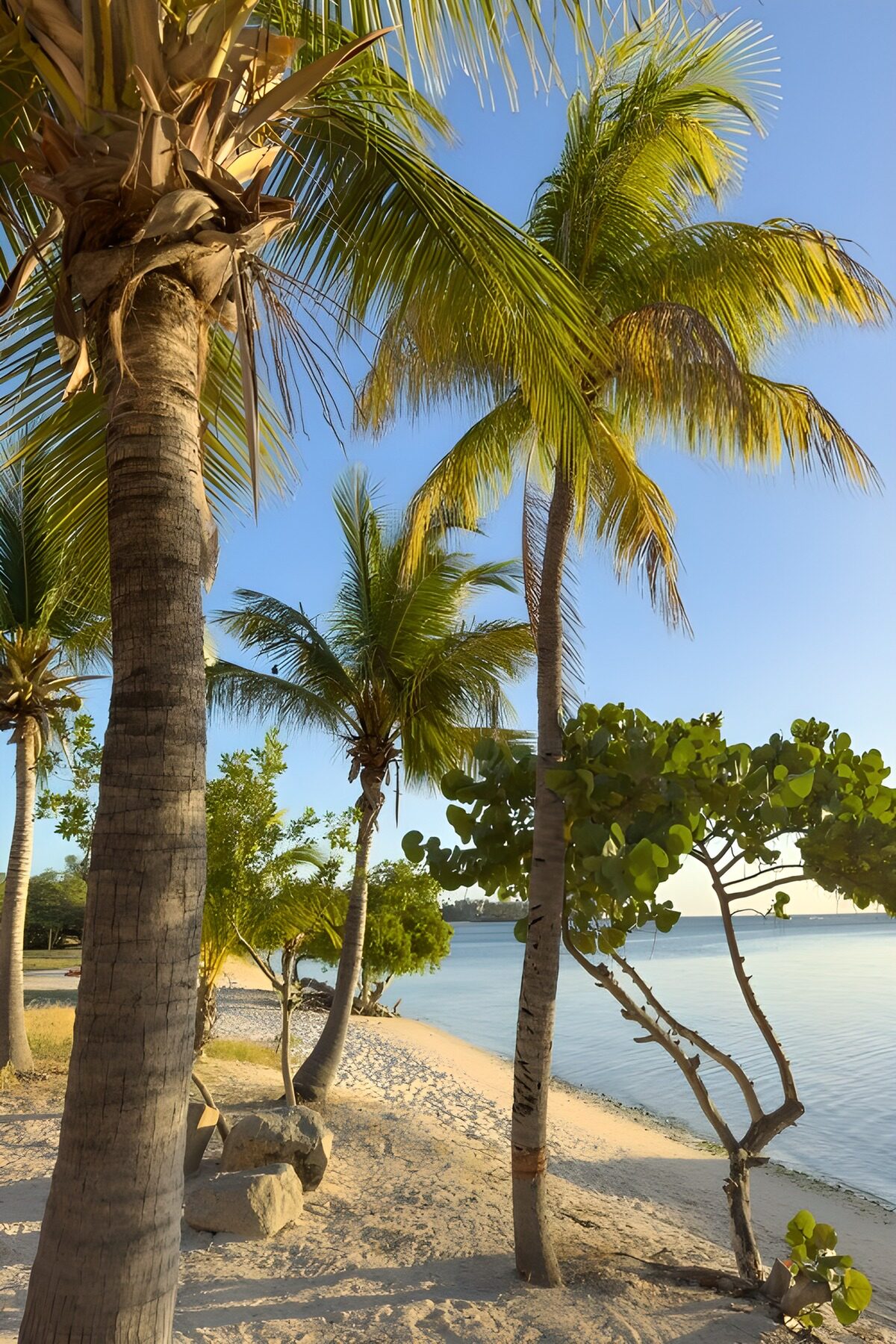 Palmen und Felsen am hellblauen Meer