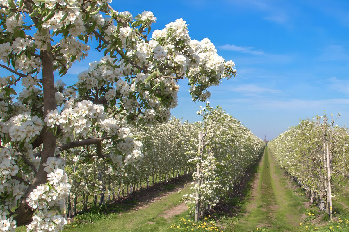 Blühende Obstbäume unter blauem Himmel