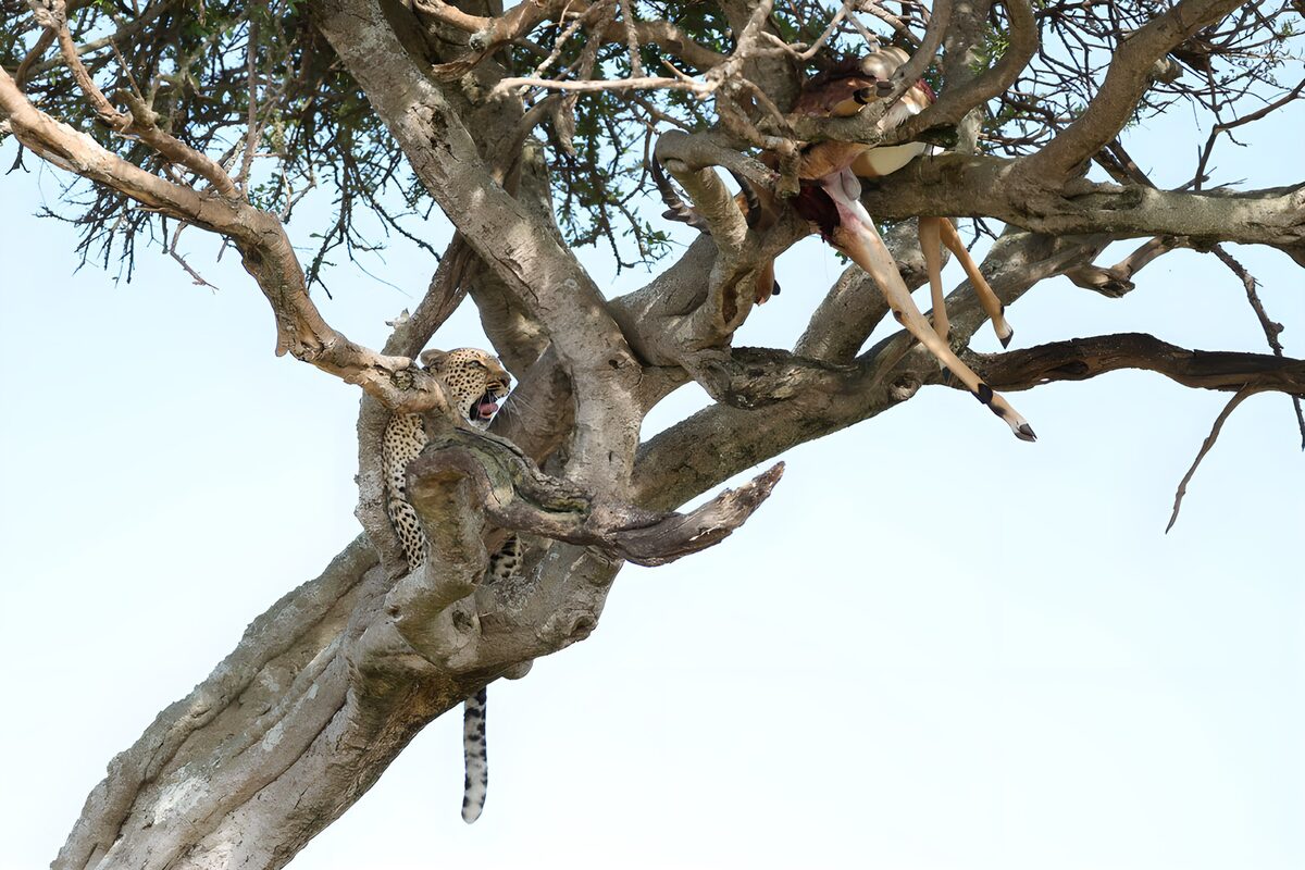 Leopard mit Beute in der Astgabel