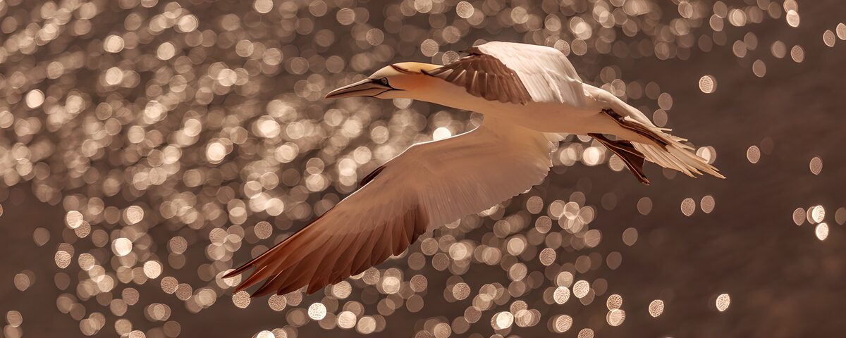 Basstölpel im Flug über glitzerndem Wasser