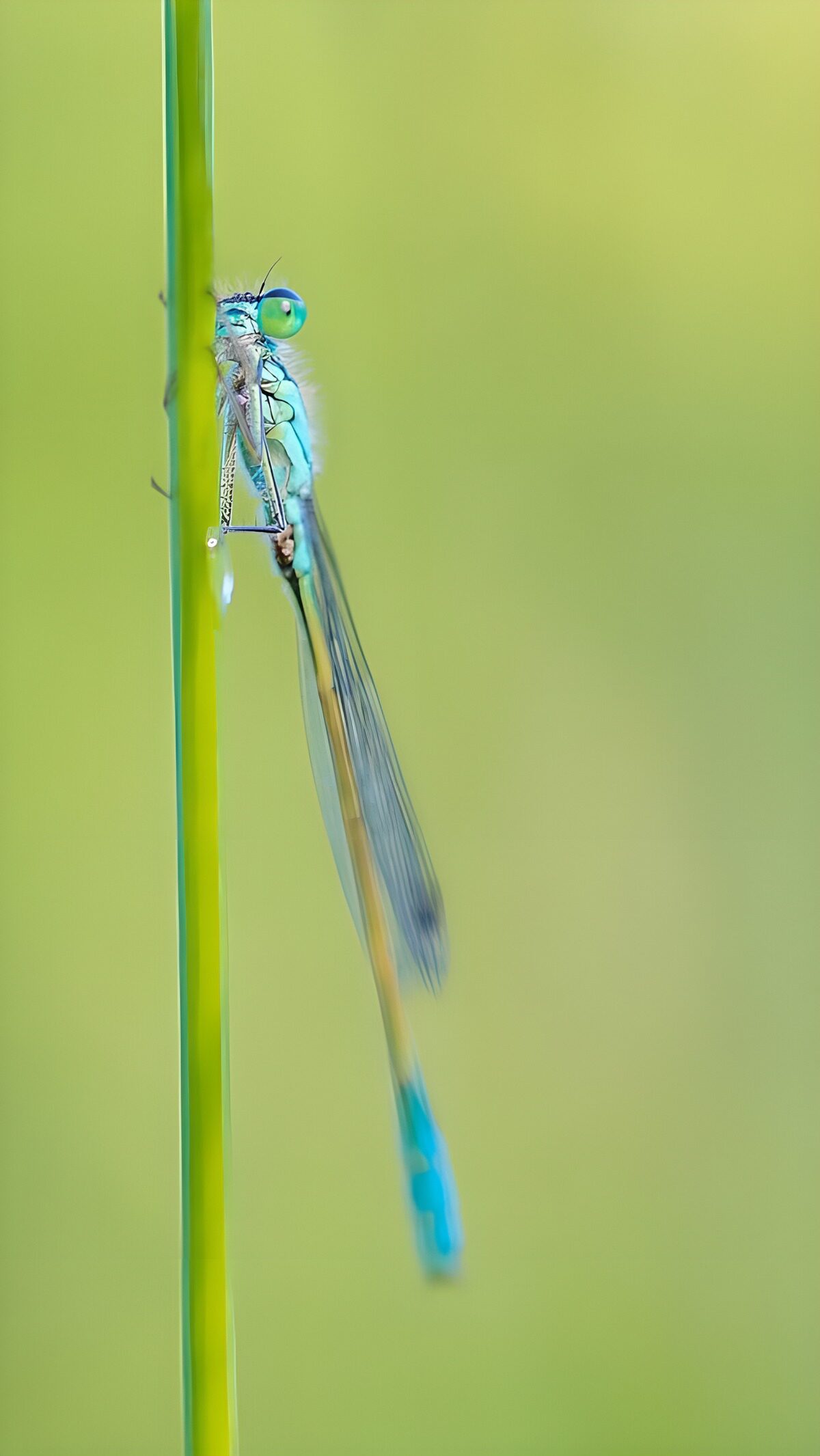 Türkisblaue Libelle in ruhiger Nahaufnahme