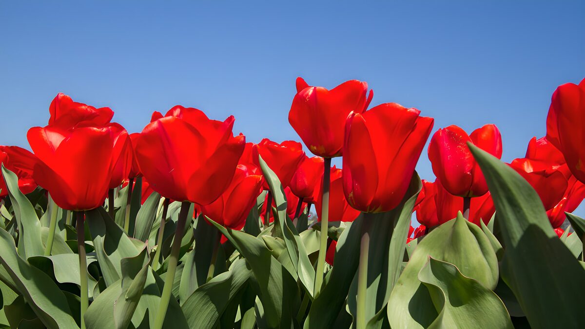 Rote Tulpen vor blauem Himmel
