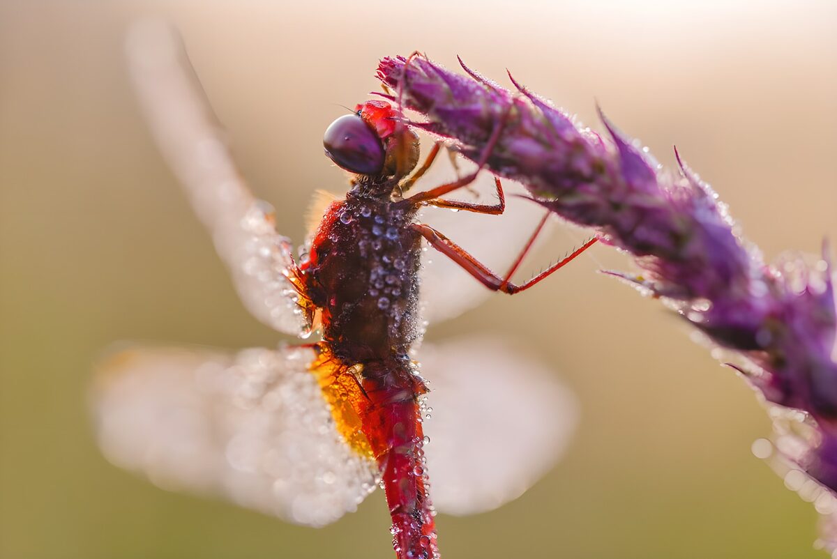 Rote Libelle im warmen Gegenlicht