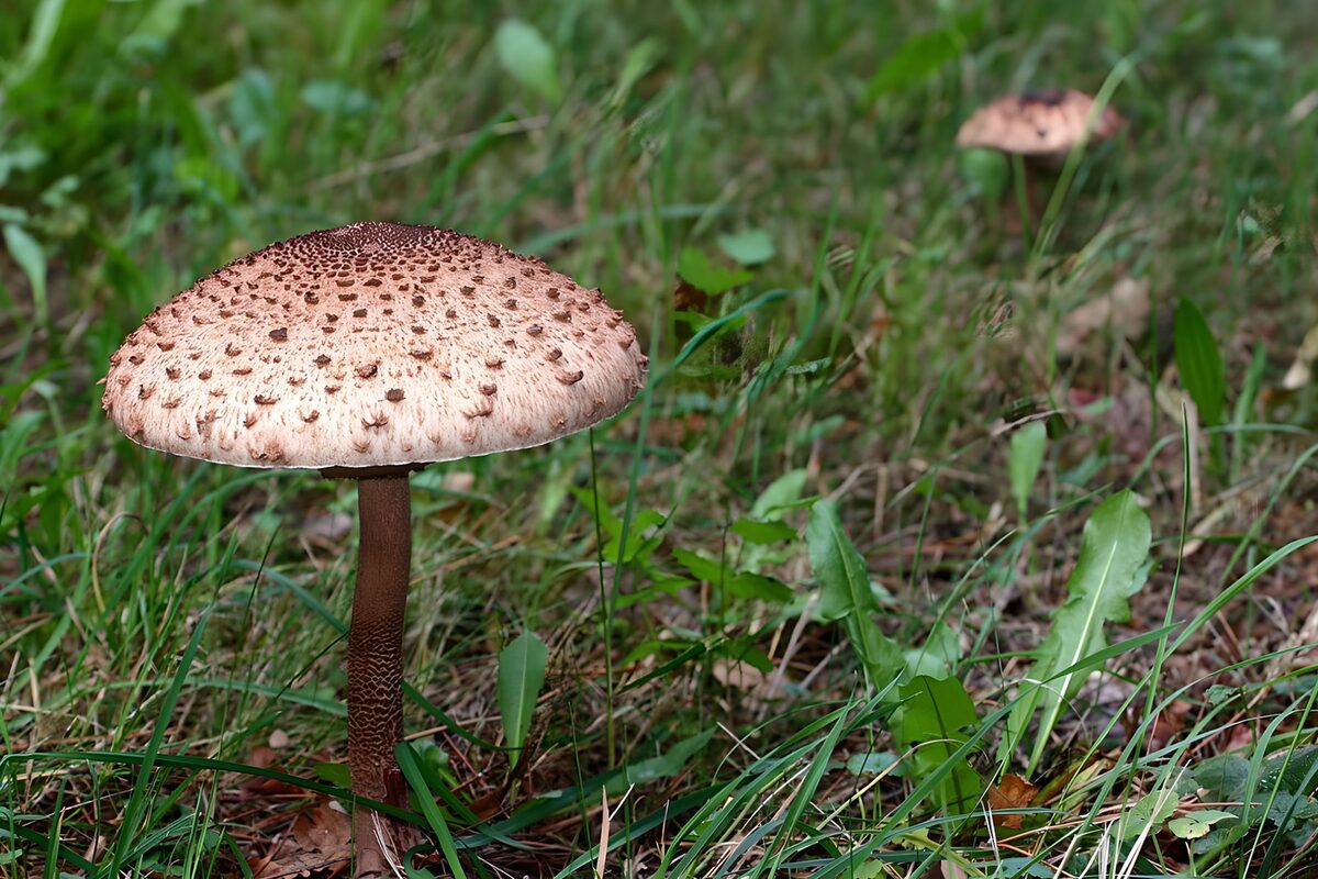 Großer Pilz im dichten Grün