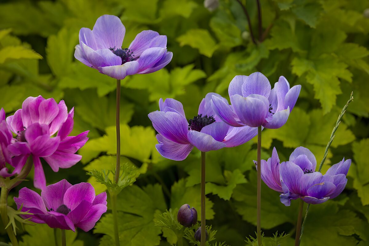 Rosa und lila Anemonen im frischen Grün