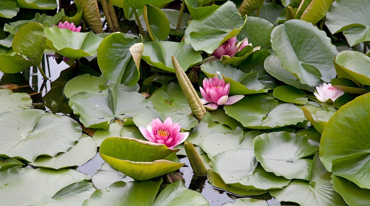 Rosa Seerosen, vom Grün geborgen