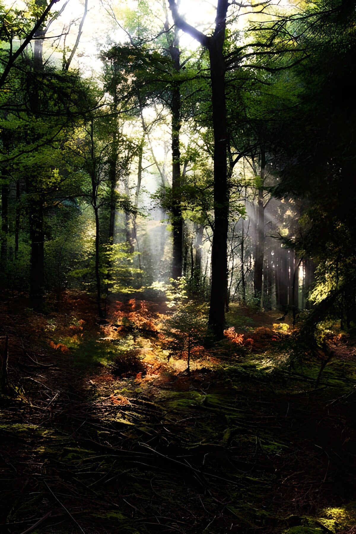Sonnenstrahlen im dichten, grünen Wald