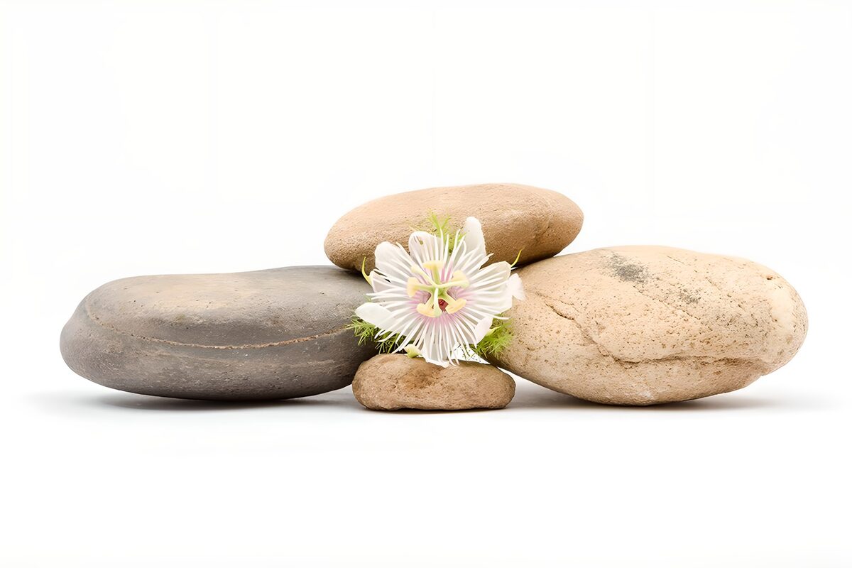 Passionsblume zwischen glatten Steinen