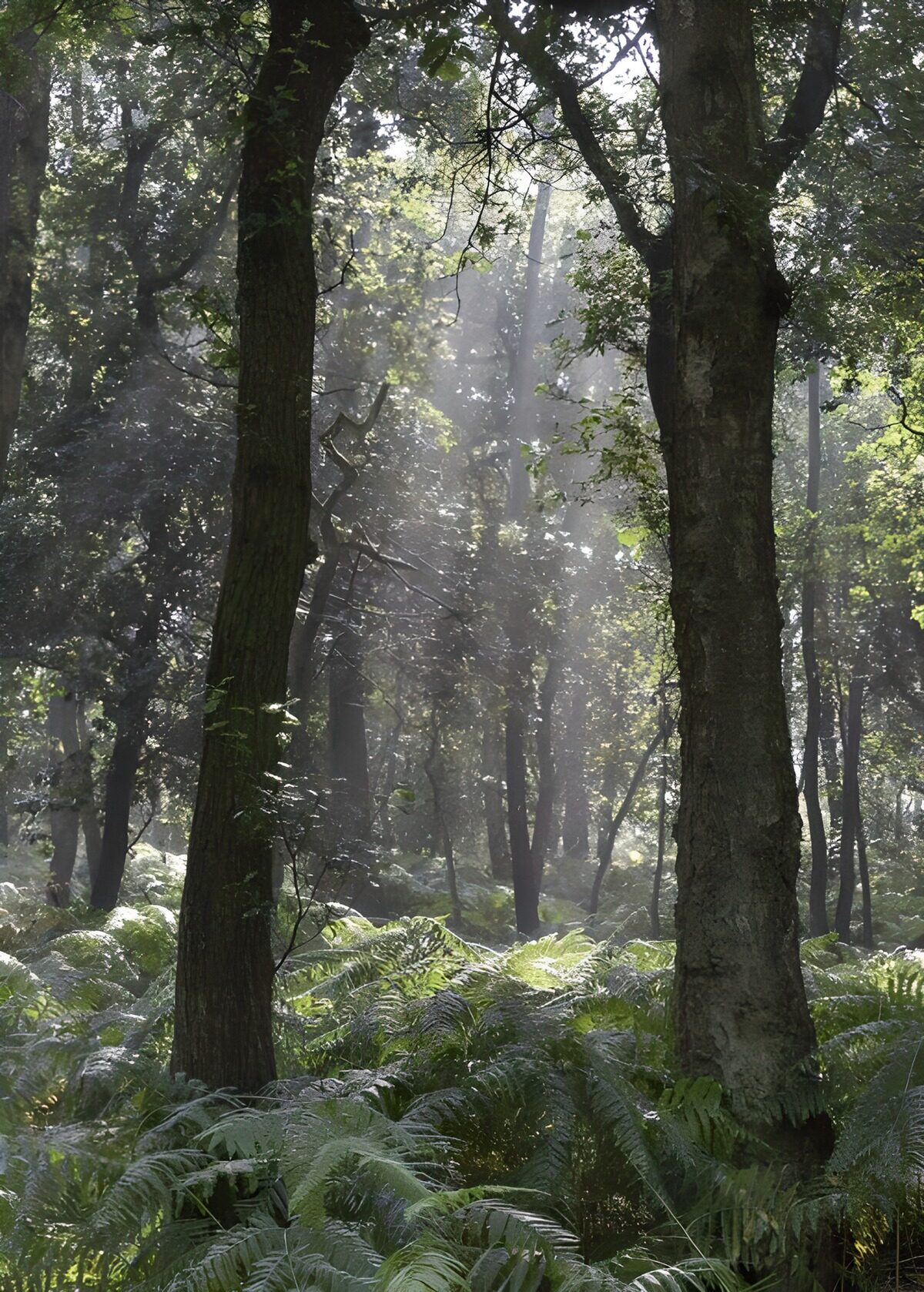 Sonnenstrahlen über Farnen im Wald
