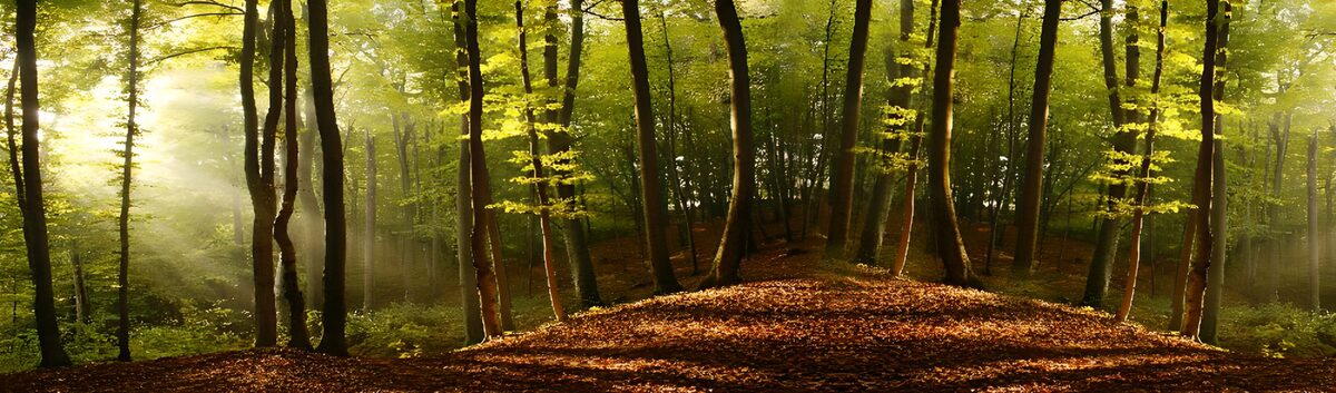 Laubwald im warmen Sonnenlicht