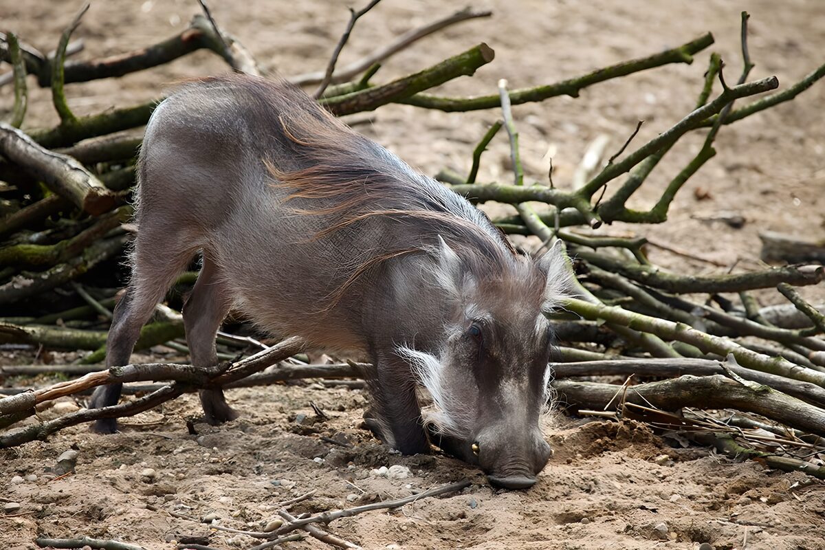 Warzenschwein mit der Schnauze im Sand