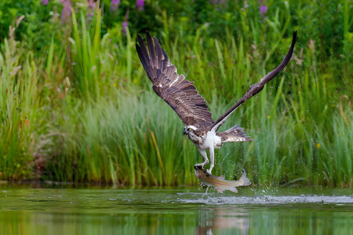 Fischadler mit Fang im Spritzwasser