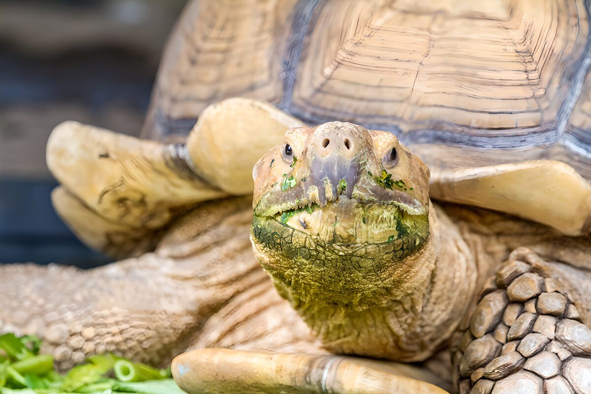 Landschildkröte mit Grün am Maul