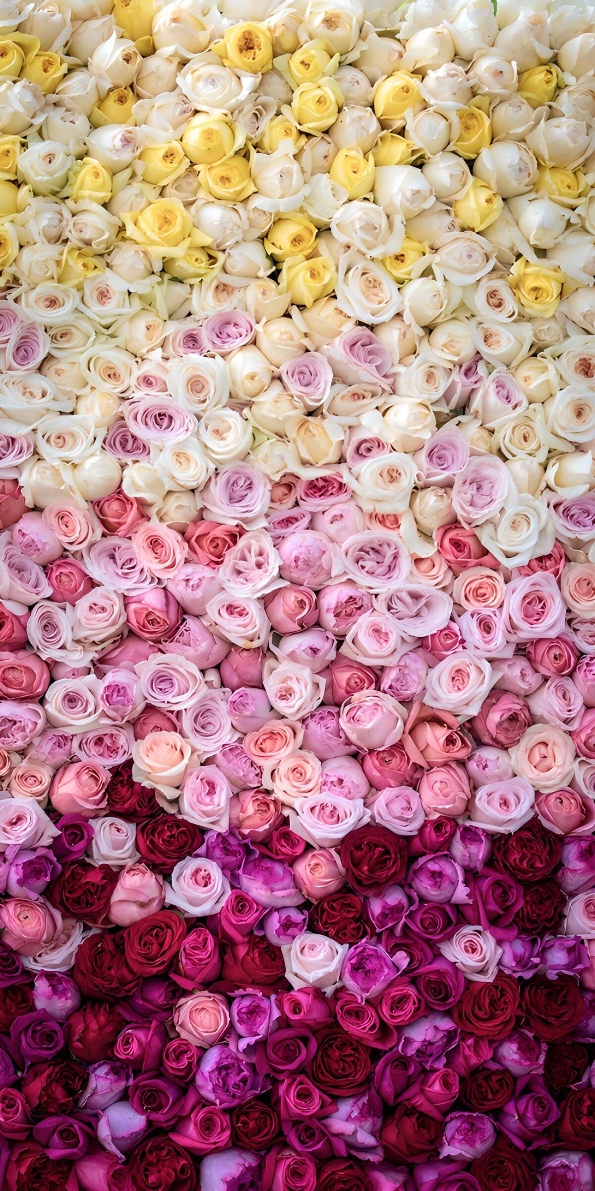 Blumenwand von Cremeweiß bis Fuchsia