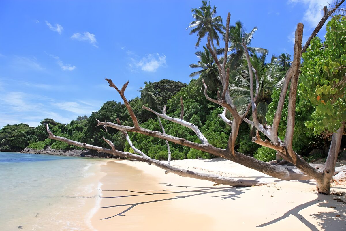 Tropenstrand mit verwittertem Baum