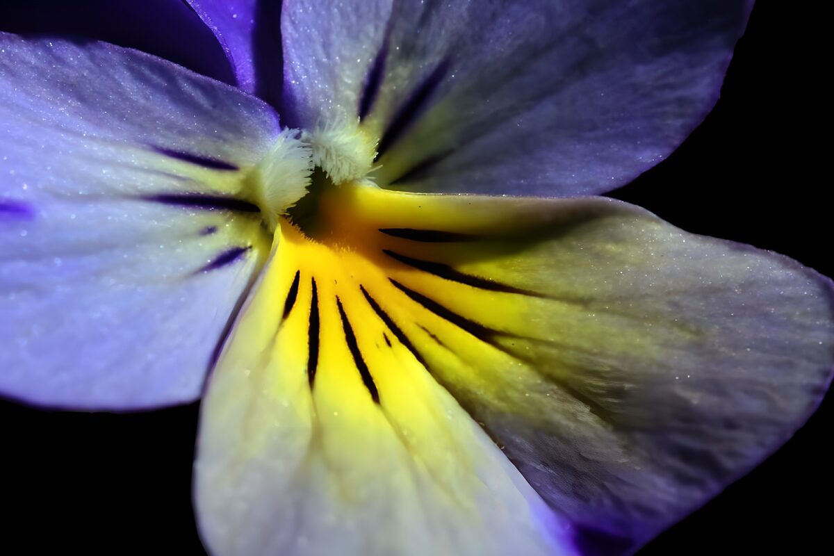 Stiefmütterchen in Violett und Gelb