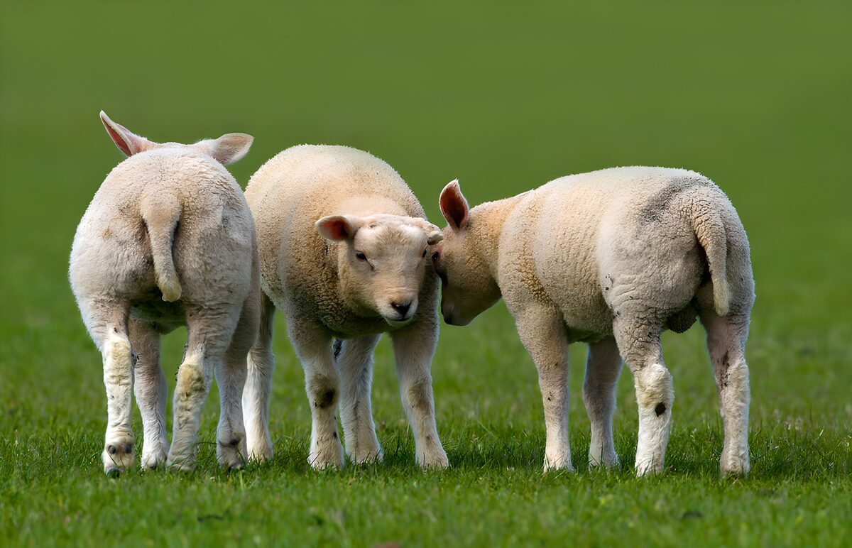 Drei Lämmer im sanften Grün