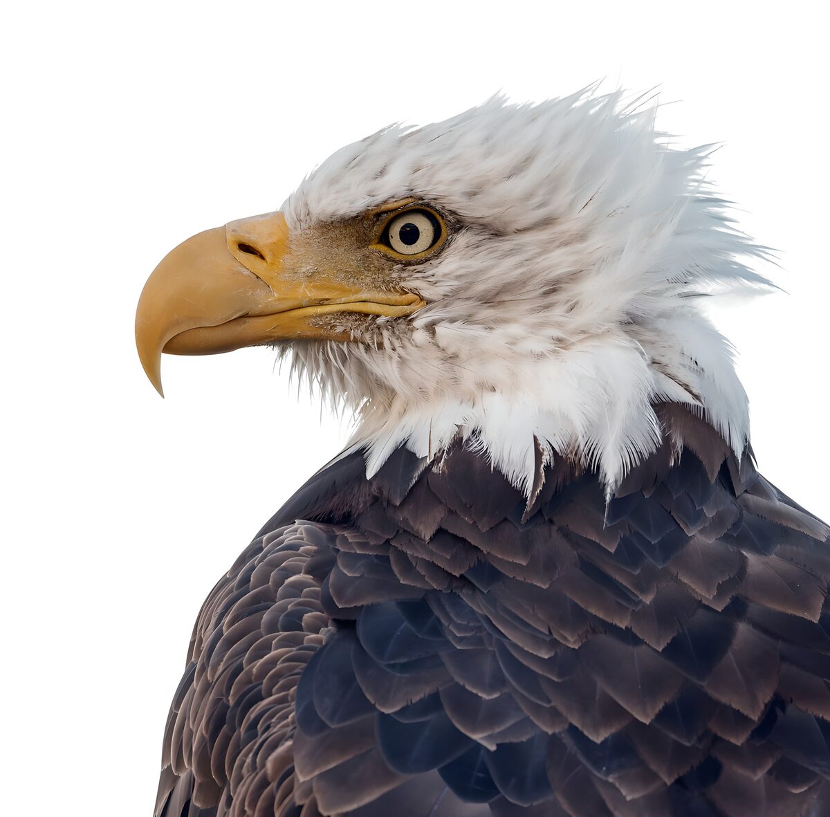 Weißkopfseeadler mit strengem Blick