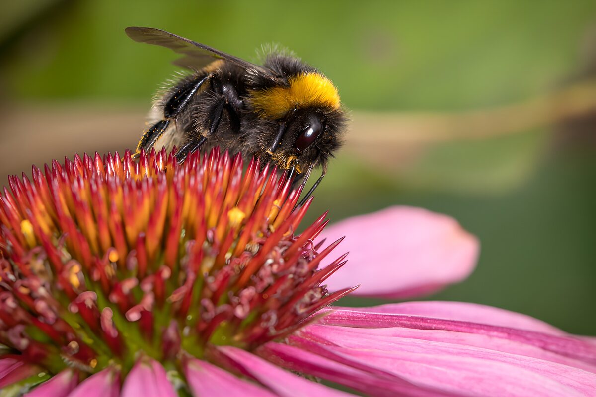Hummel auf rosa Sonnenhut im Grünen