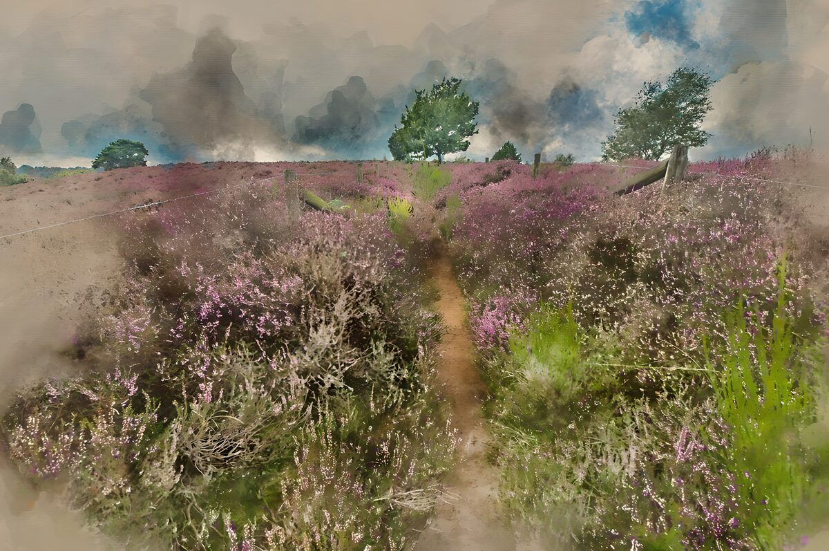Blühende Heide unter schweren Wolken