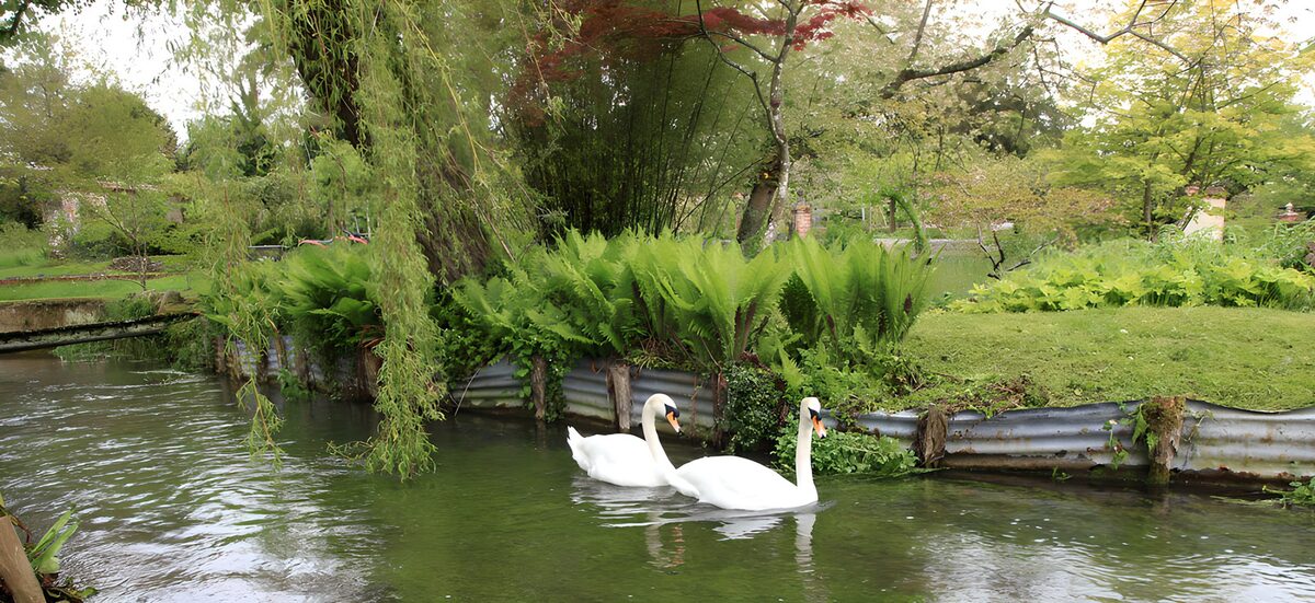 Zwei Schwäne auf dem stillen Gartenteich