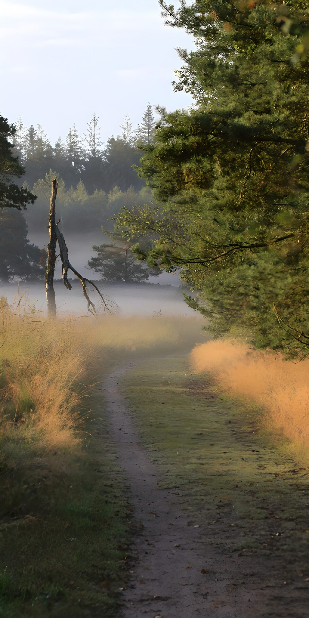 Waldweg im Morgennebel