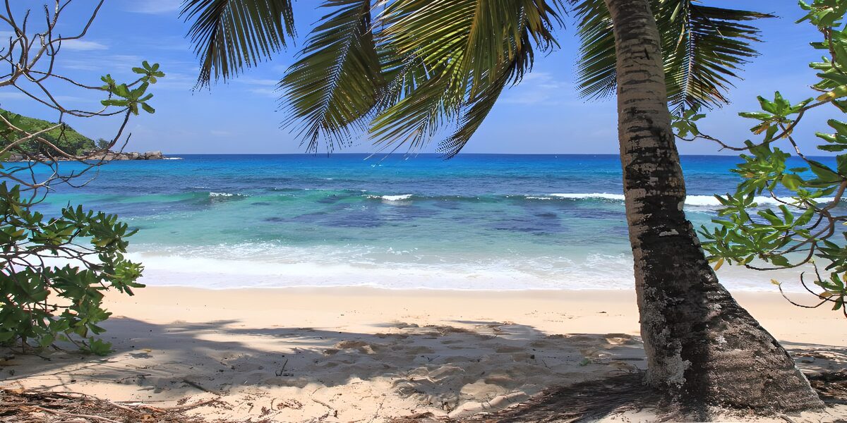 Palme am Strand vor türkisblauem Meer