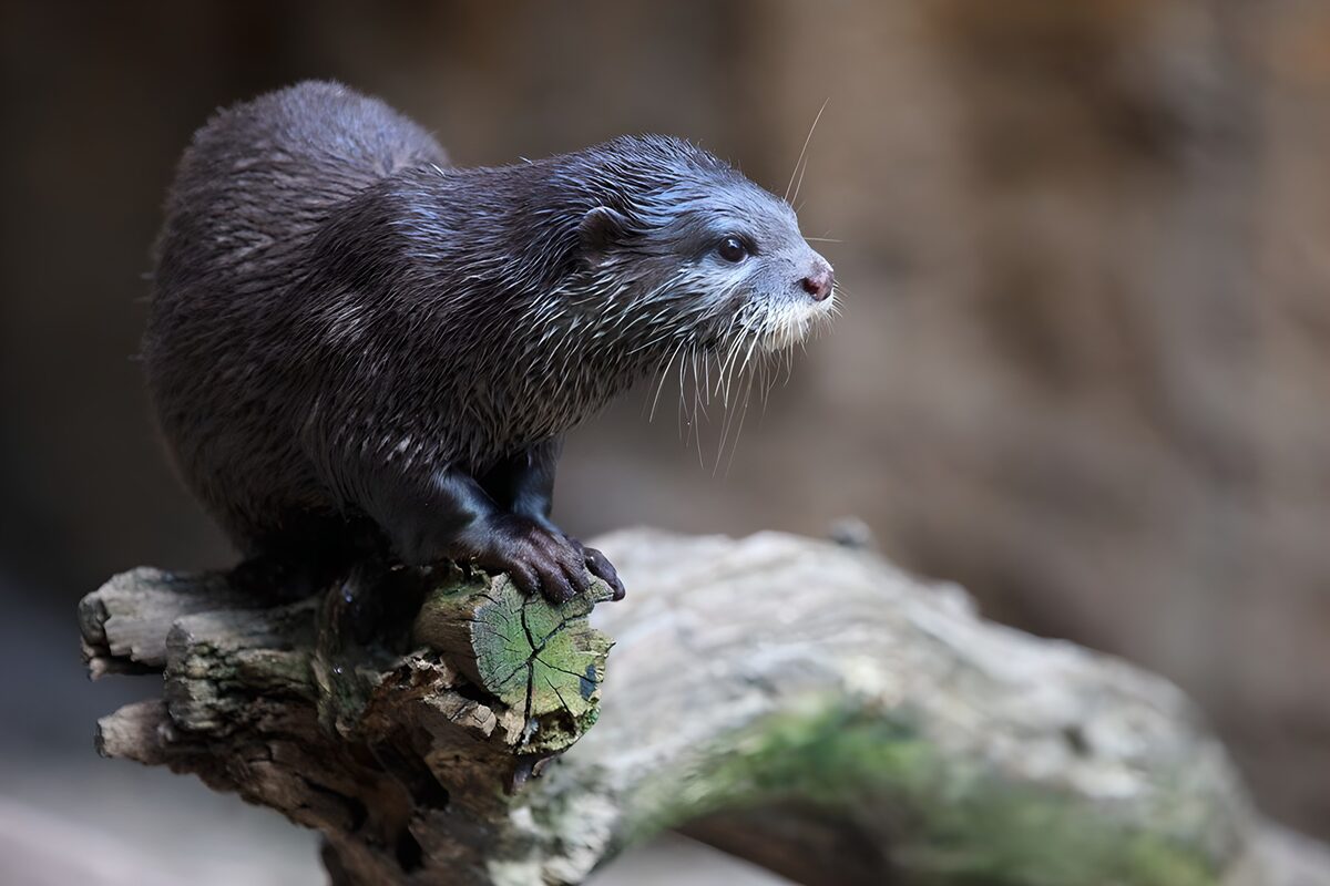 Ruhender Otter auf verwittertem Holz