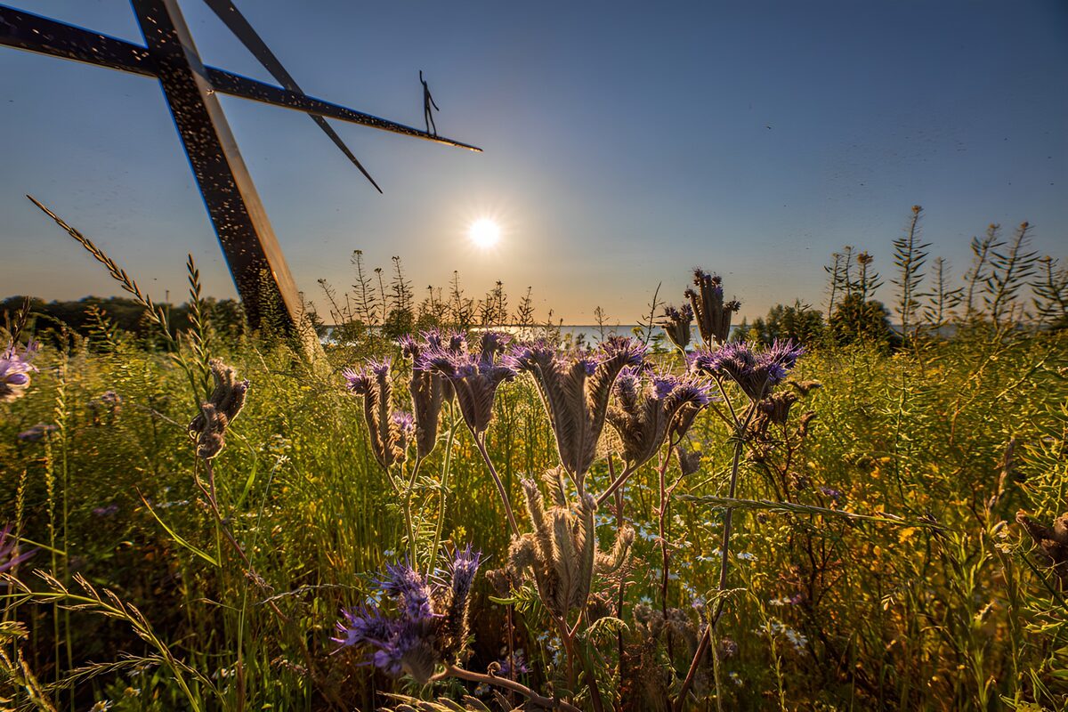 Wildblumen und Metallskulptur im Abendlicht
