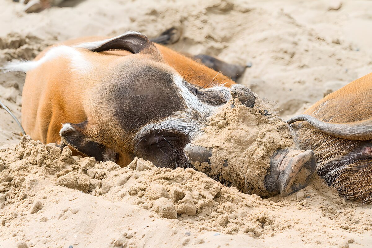 Zwei Wildschweine schlafen im Sand