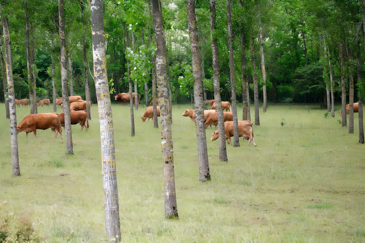Braune Rinder auf stiller Waldweide