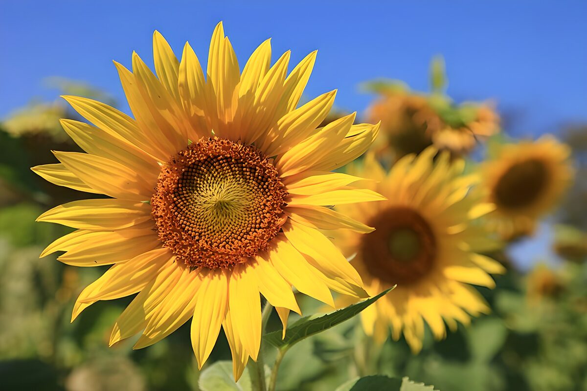 Sonnenblume mit einem Kranz aus Licht