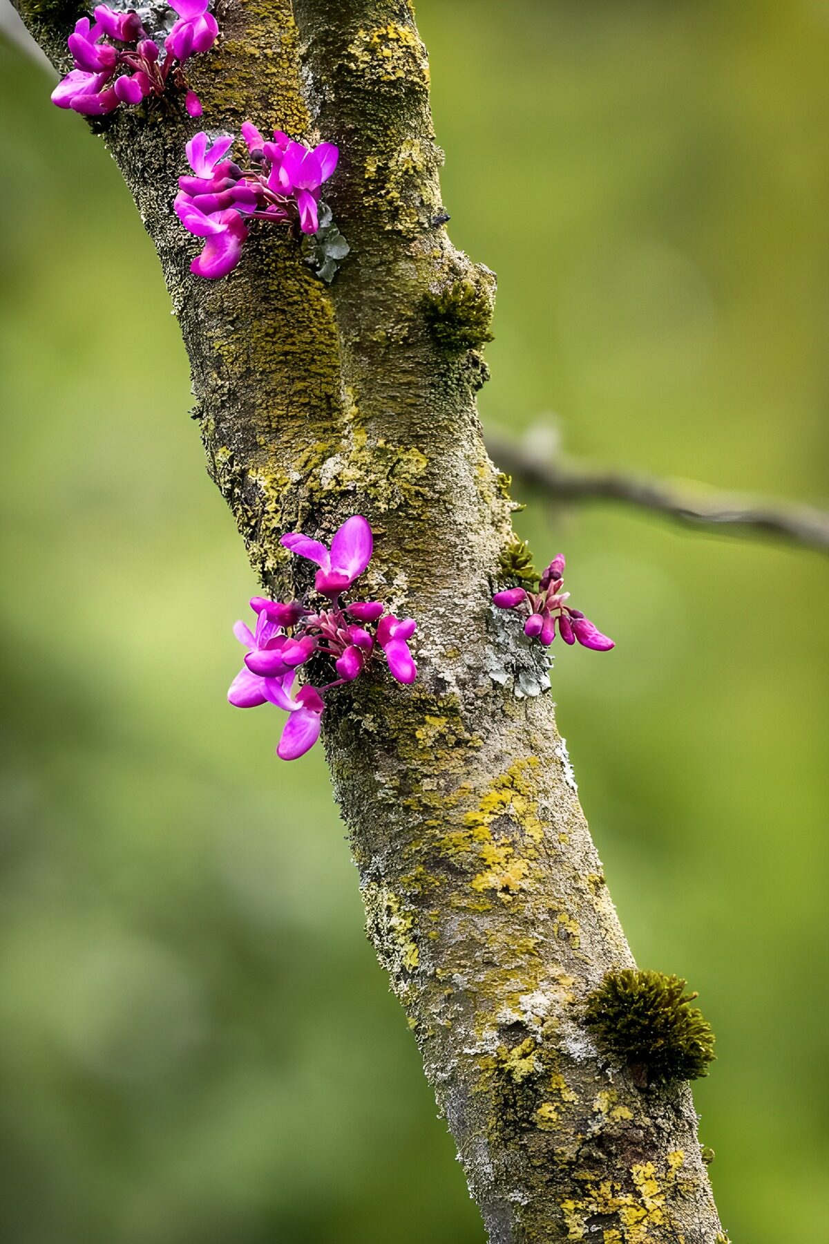Rosa Blüten am moosigen Baumstamm