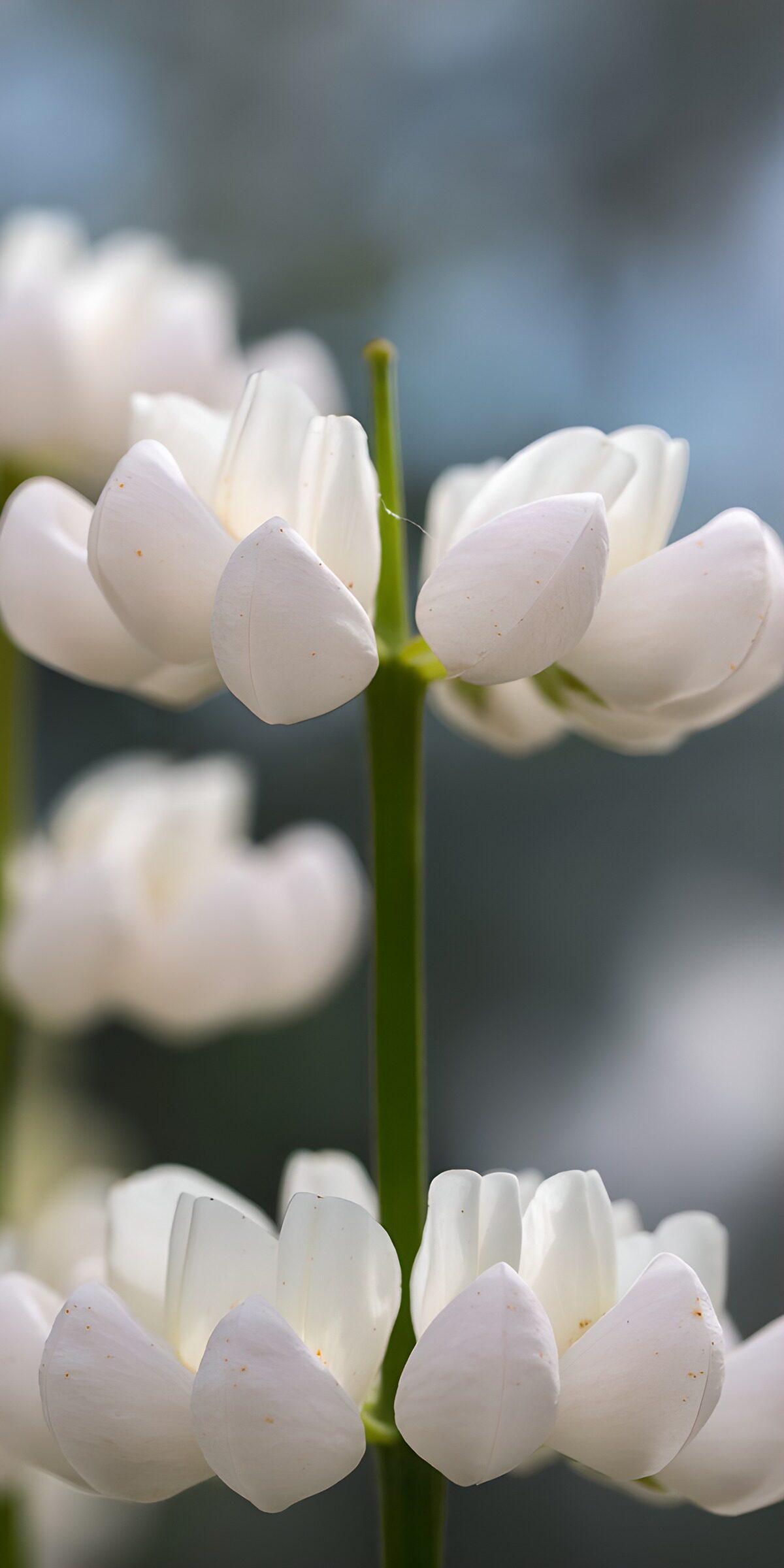 Weiße Blüten am grünen Stiel