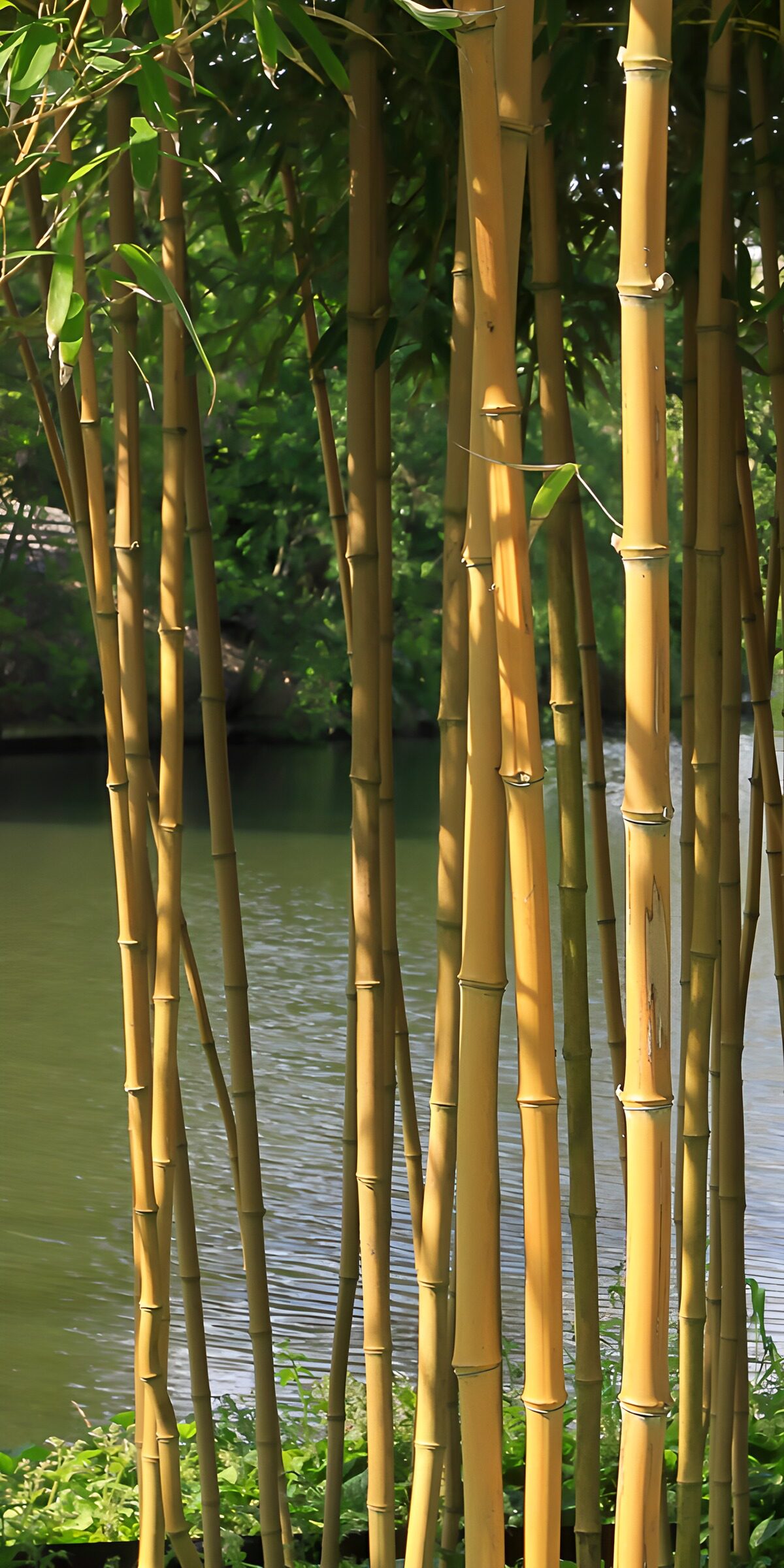 Goldgelber Bambus am Teich