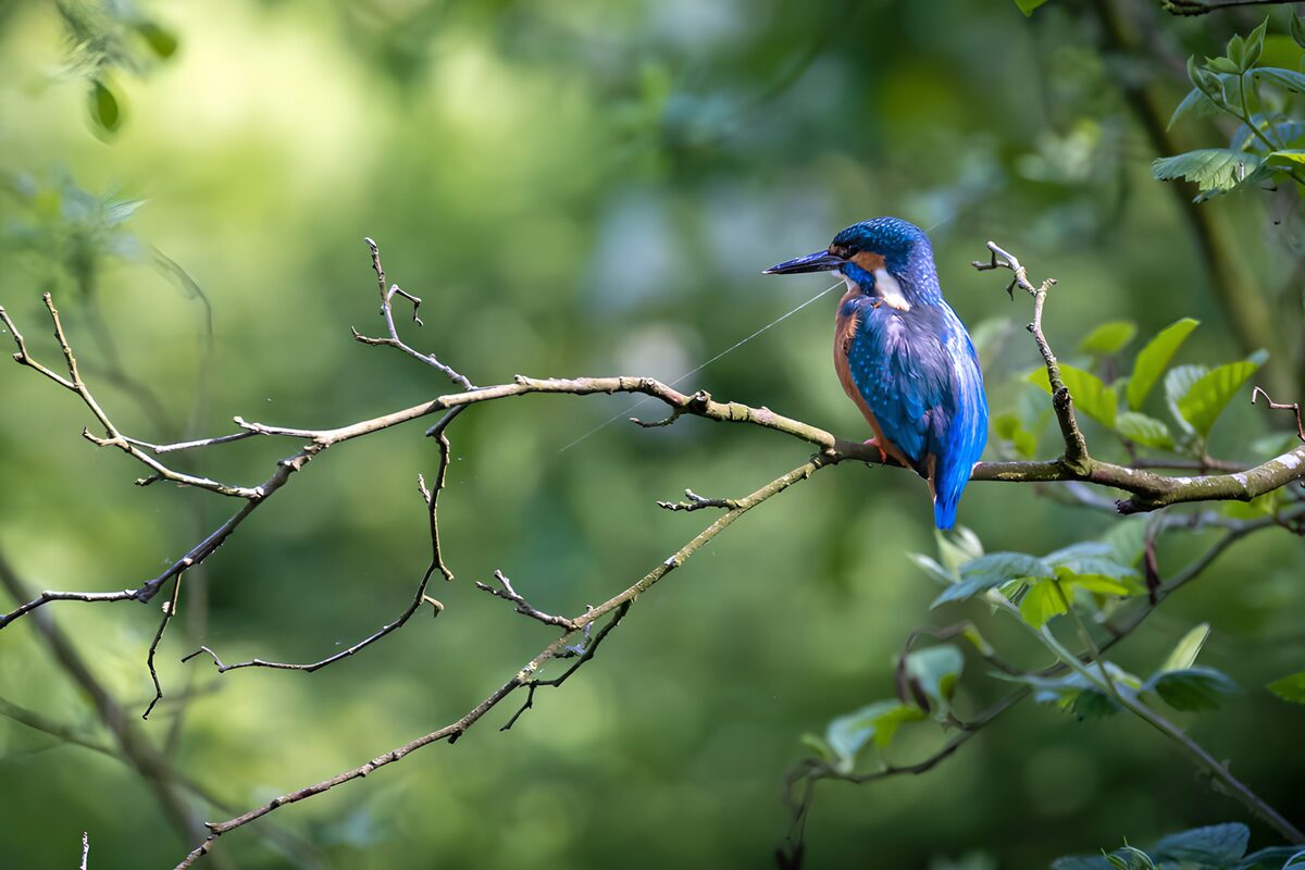 Eisvogel auf einem Ast im stillen Grün