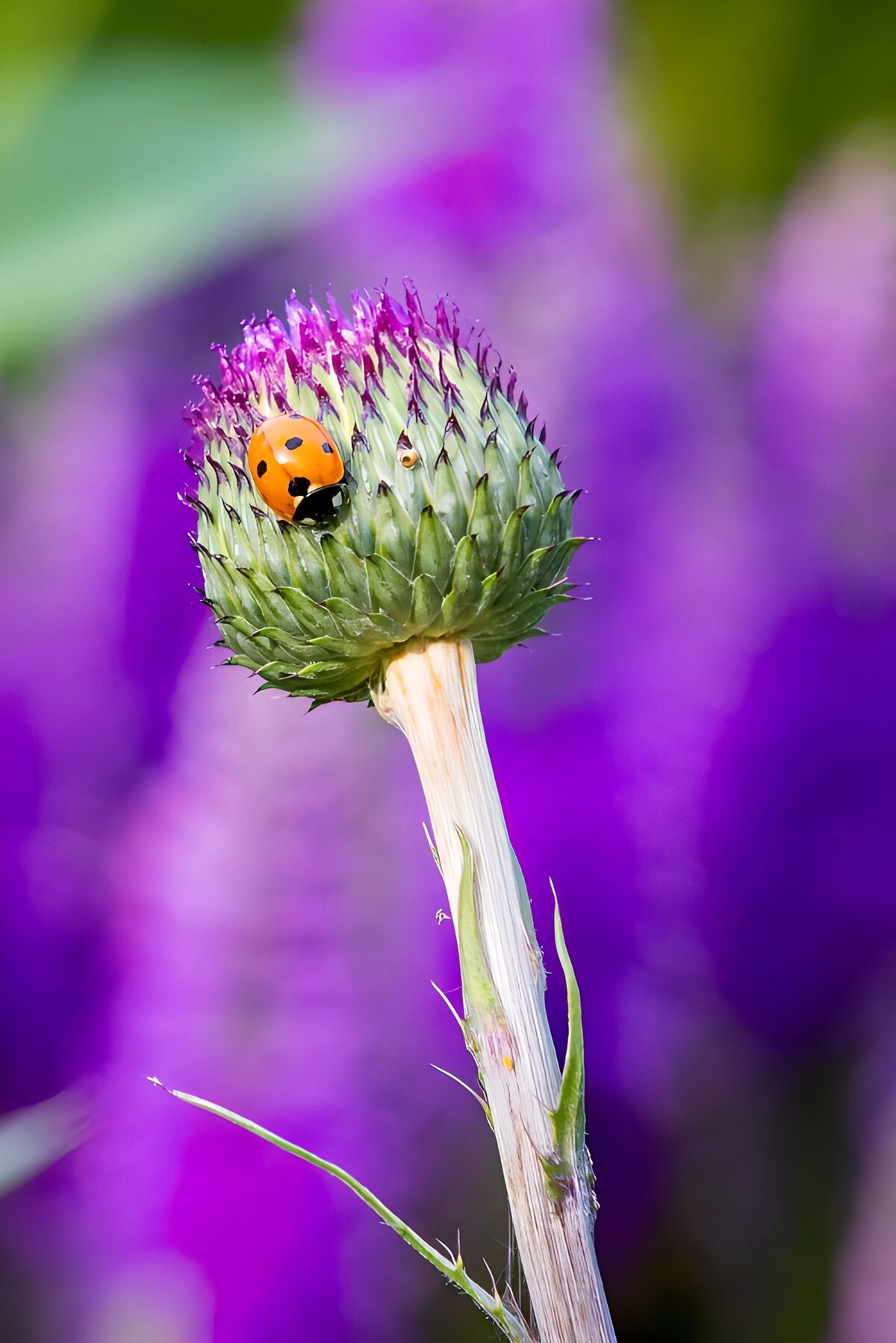 Marienkäfer auf violetter Distel