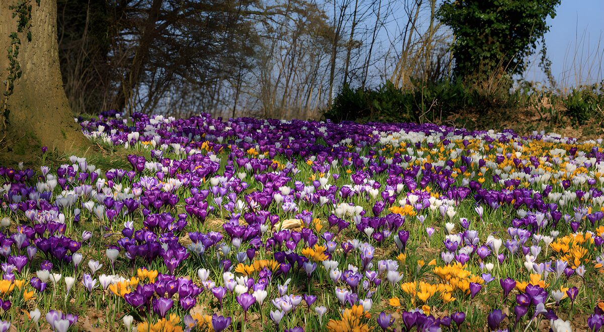 Bunte Krokuswiese im Frühlingslicht