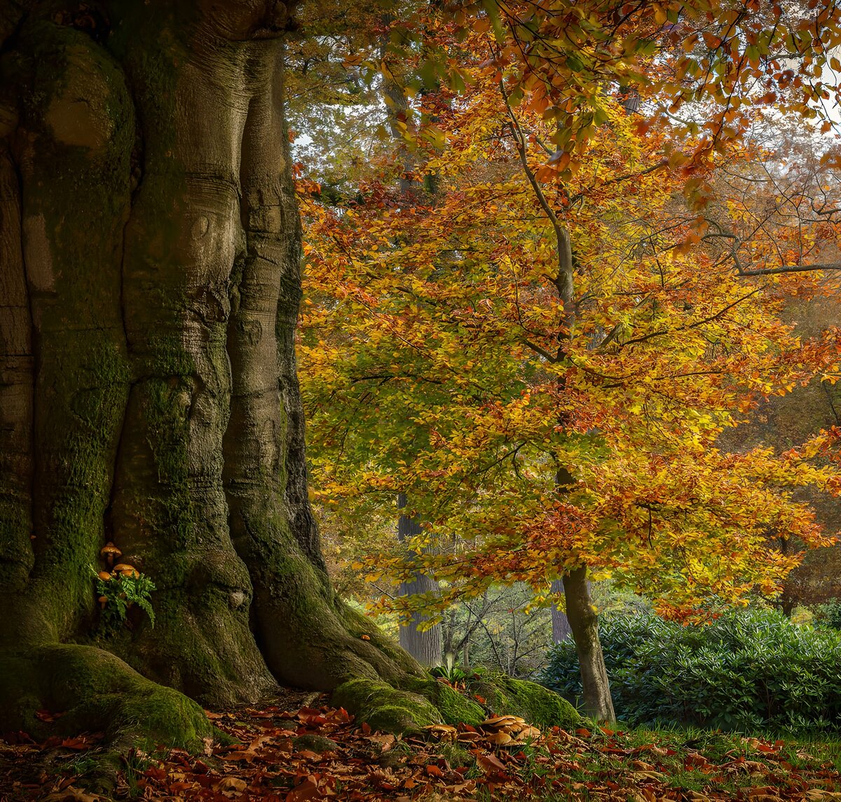 Moosiger Baumstamm im Herbstwald
