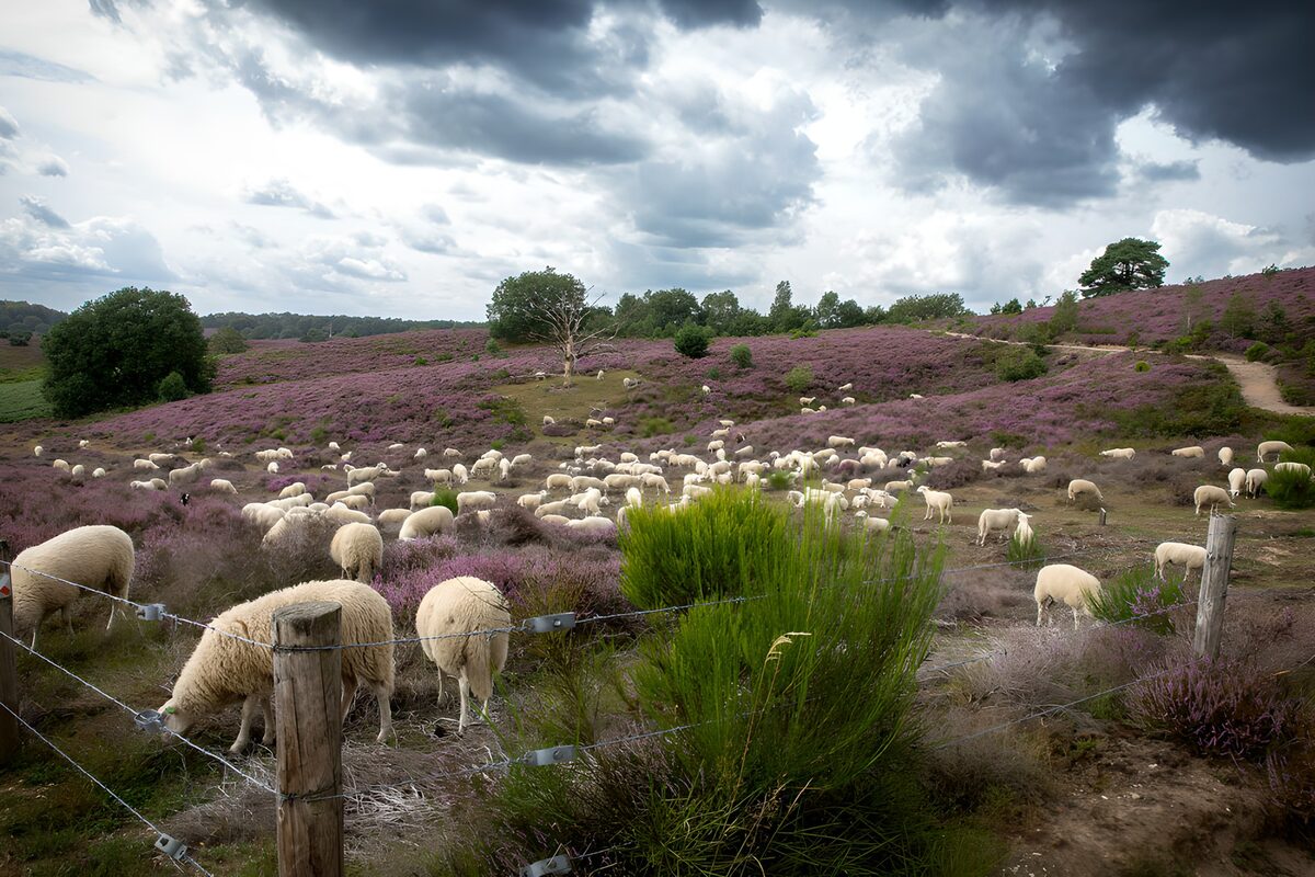 Schafherde in lila Heide unter grauem Himmel