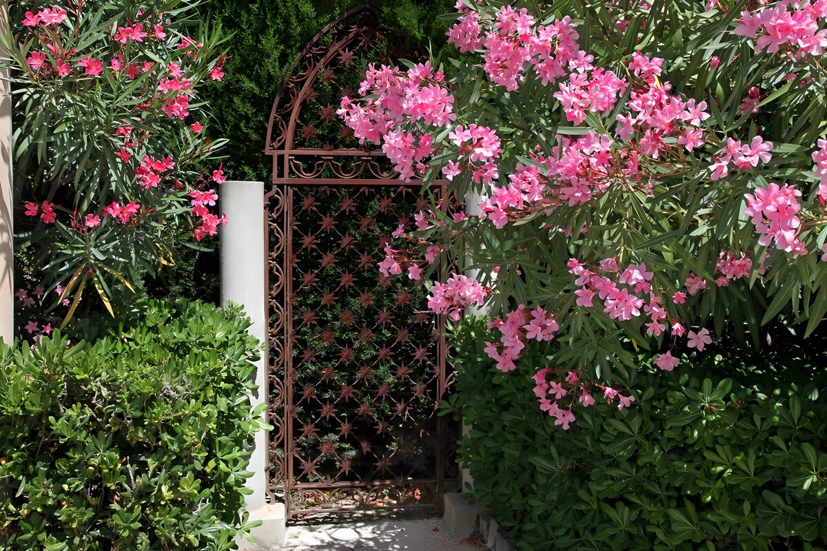 Schmiedeeisernes Tor zwischen Oleanderblüten