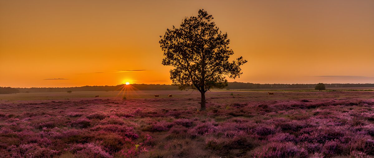 Blühende Heide mit Baum im Sonnenlicht