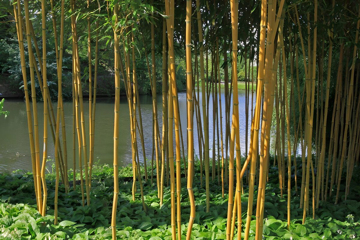 Gelber Bambus am stillen Teich