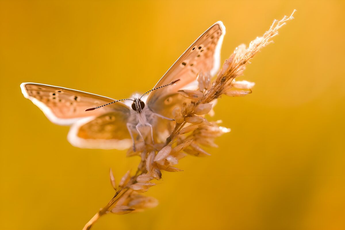 Schmetterling auf Gras im goldenen Licht